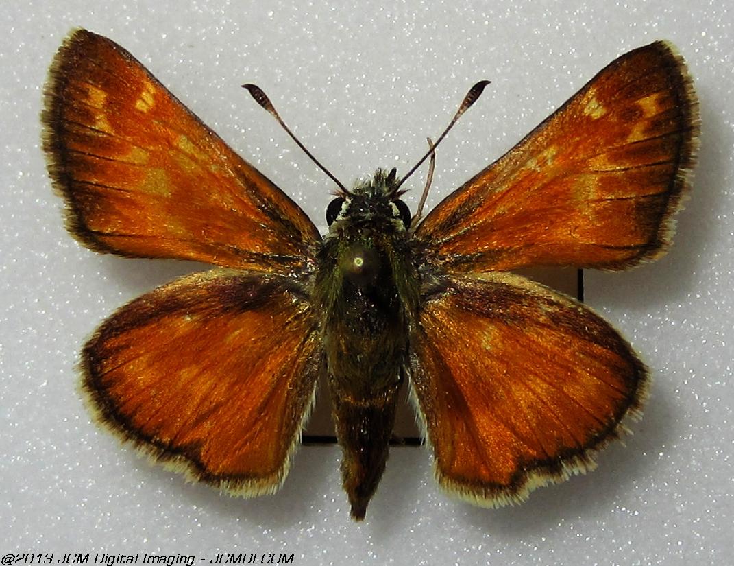 Unidentified Skipper
